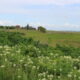 Elmley Nature Reserve